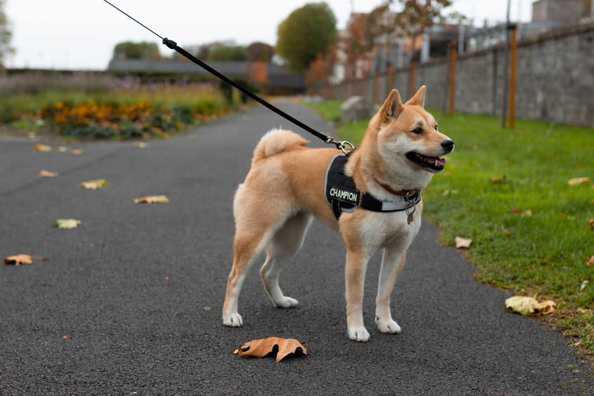 7 Easy Tips to Improve Your Dog's Well-Being - Googipet