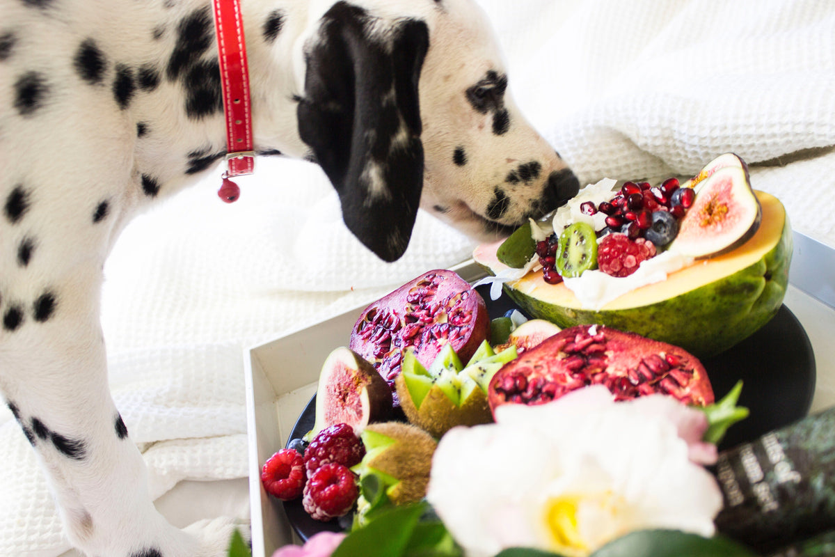 Doggie Nutrition 101 - Googipet
