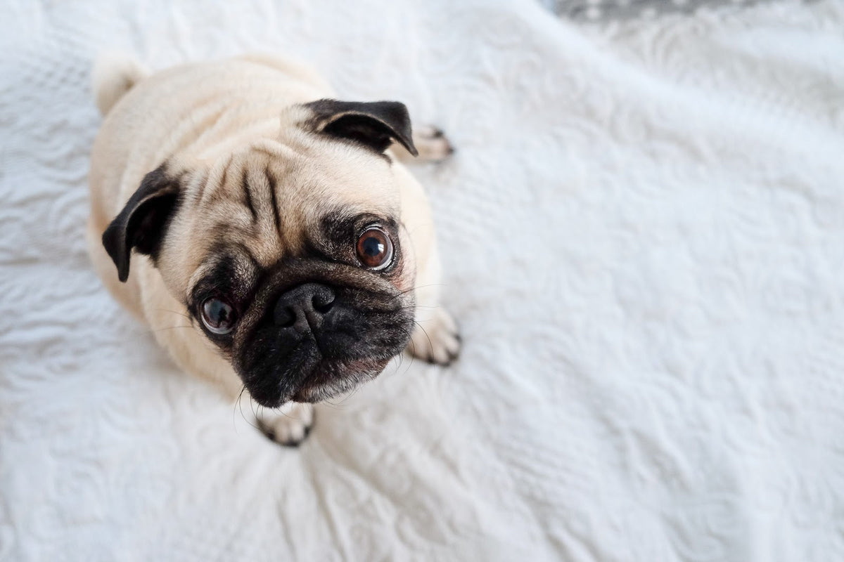 6 Foods You Should NEVER Feed Your Dog - Googipet