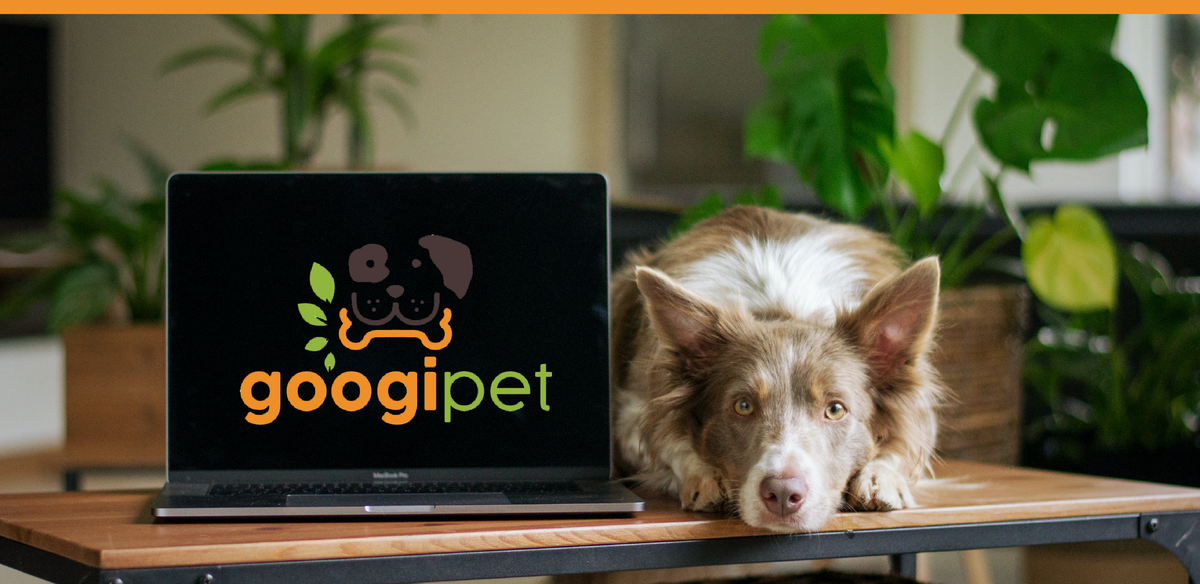 The Most Common Issues Dogs Suffer From - Googipet