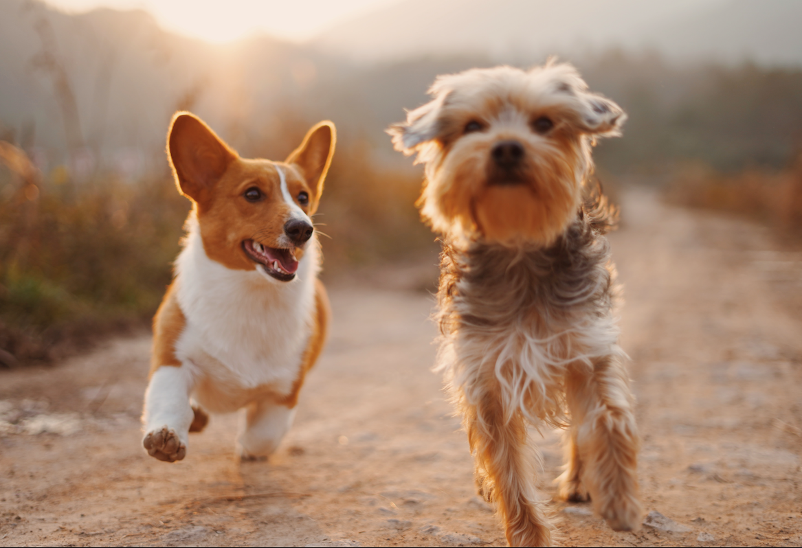 How Can Glucosamine Heal My Dog's Hips and Joints - Googipet
