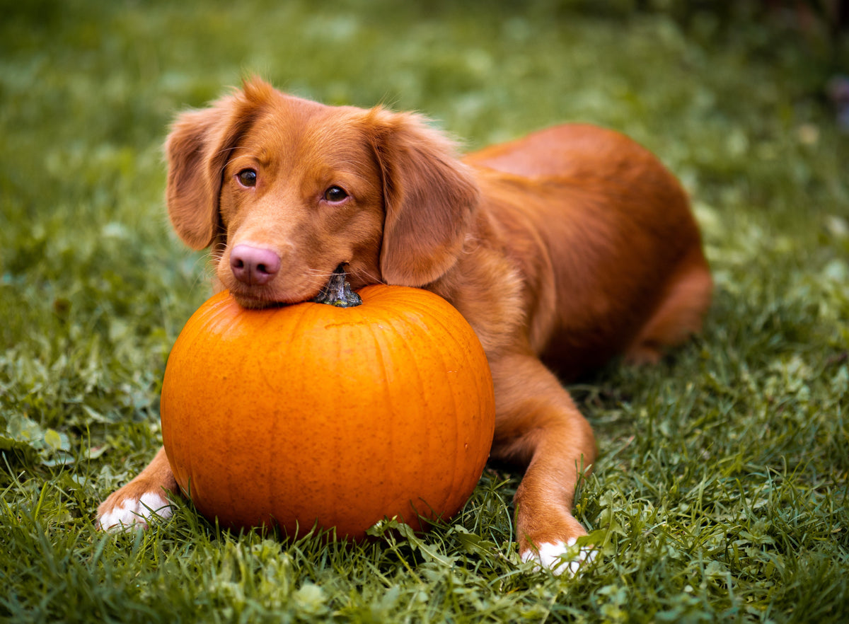 Pumpkin: Super Food for your Dog! - Googipet