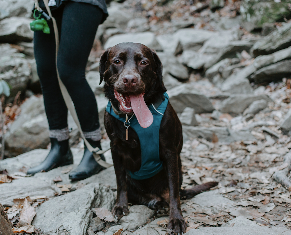 How Much Exercise Does My Dog Really Need? - Googipet