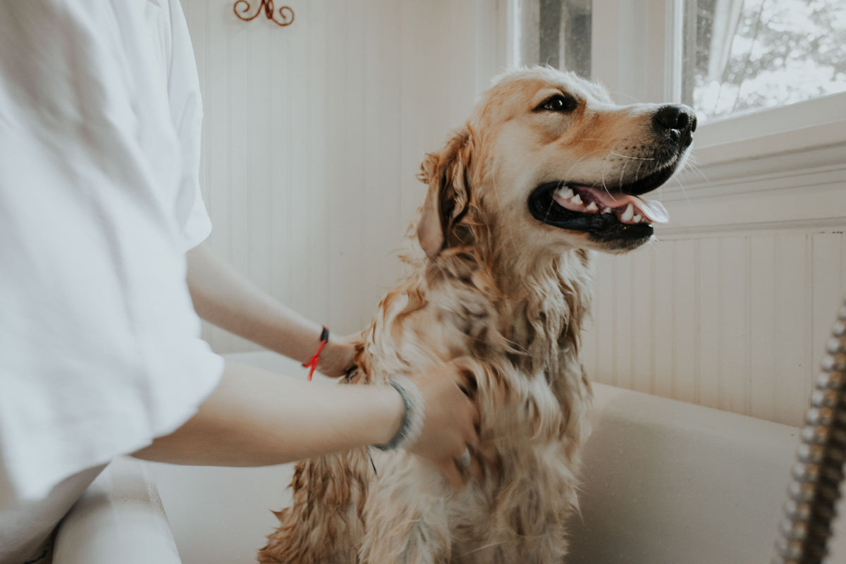 Beware of Allergic Reactions: Most Common Food Allergies for Dogs - Googipet