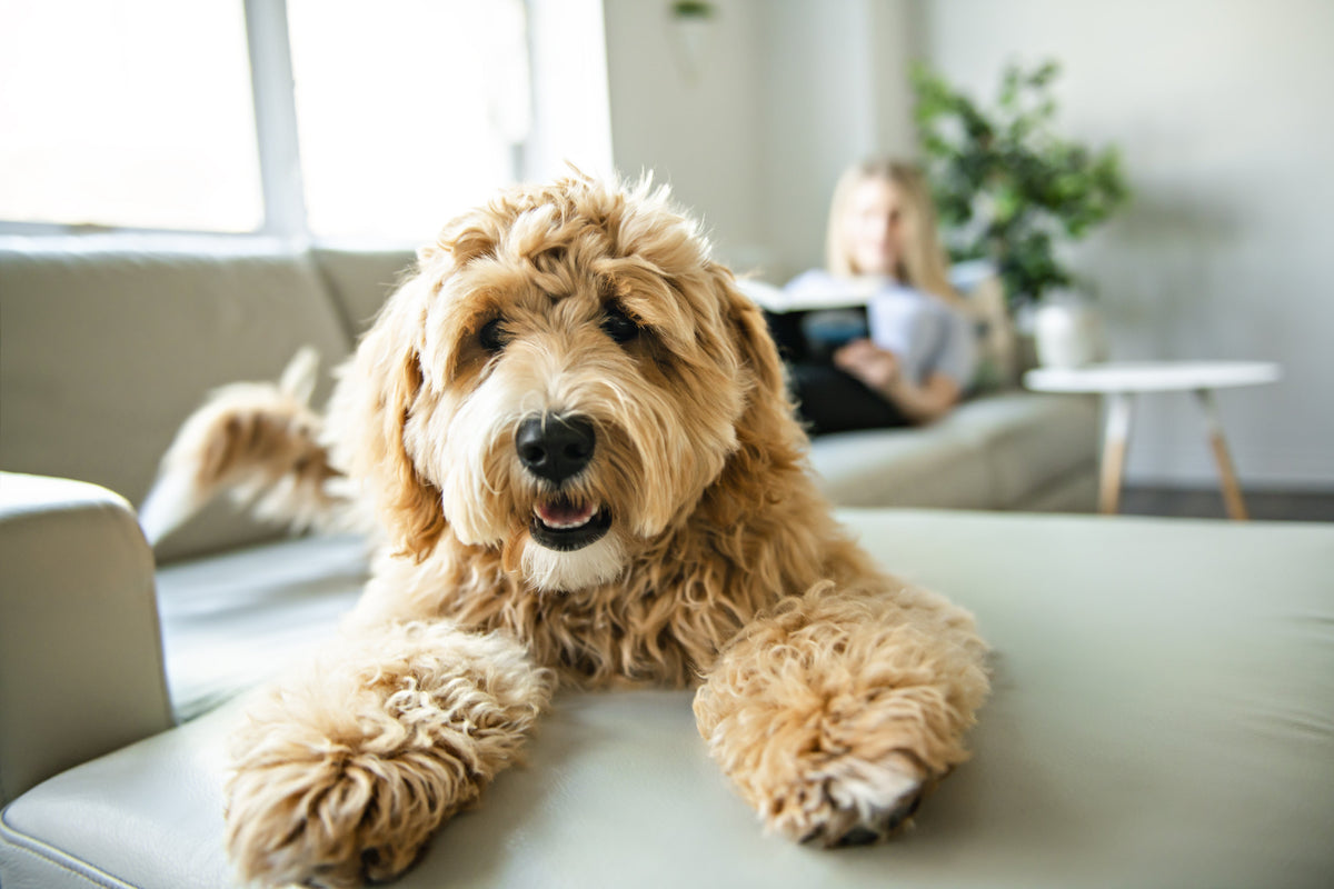 Understanding Ingredients in Dog Food - Googipet