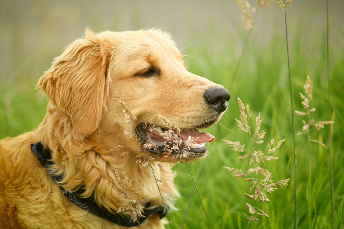 Why Do Some Dogs Have An Allergic Reaction To Certain Foods? - Googipet