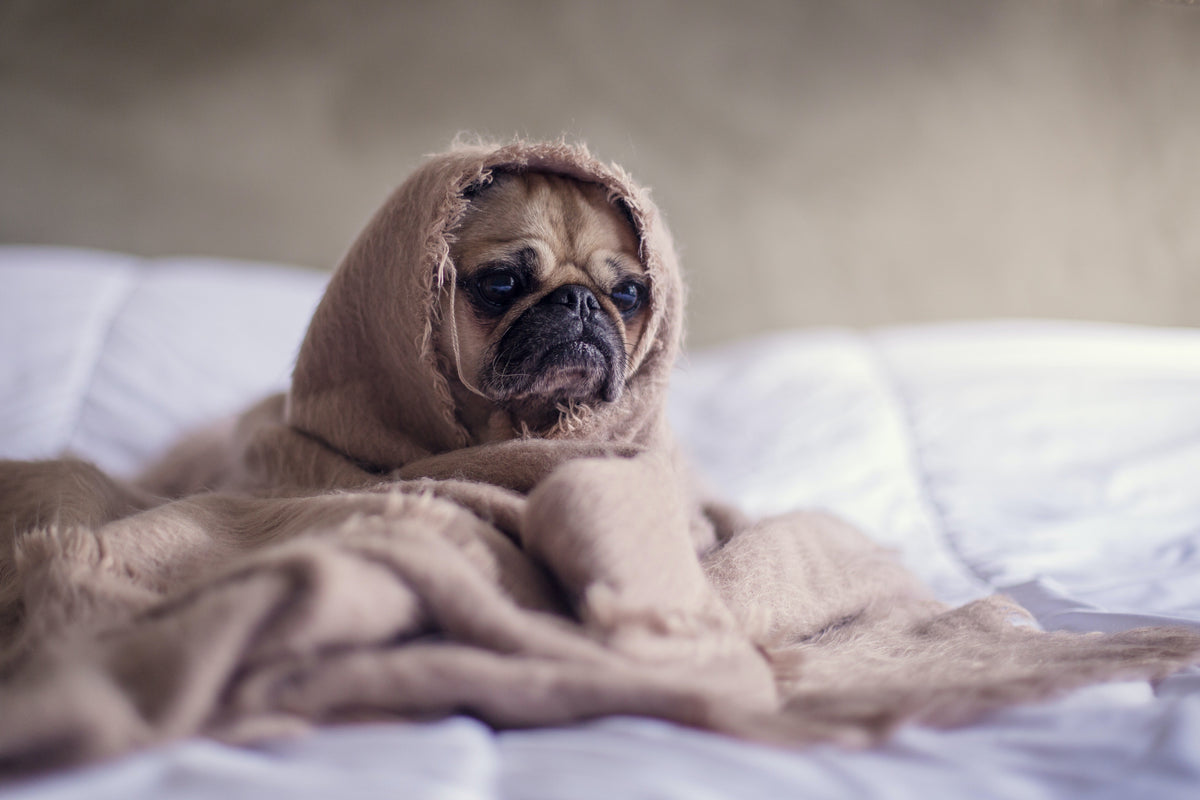 The Role Of Gut Health In Dog Yeast Infections