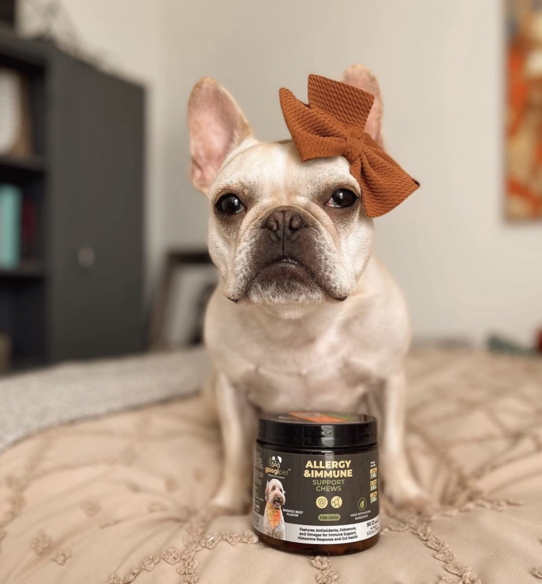 The Best Thing for Your Dog's Allergies