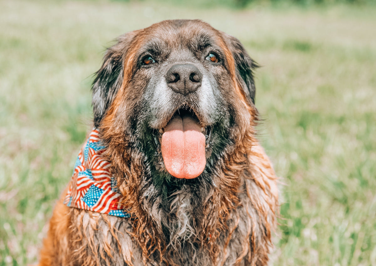 Boost Your Dog's Digestive Health with These 4 Proven Ingredients - Papaya, Apple Cider Vinegar, Krill Oil, and Pumpkin
