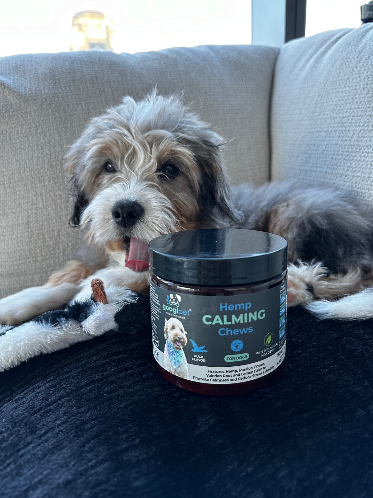 Tips to Keep Your Dog Calm This Fall