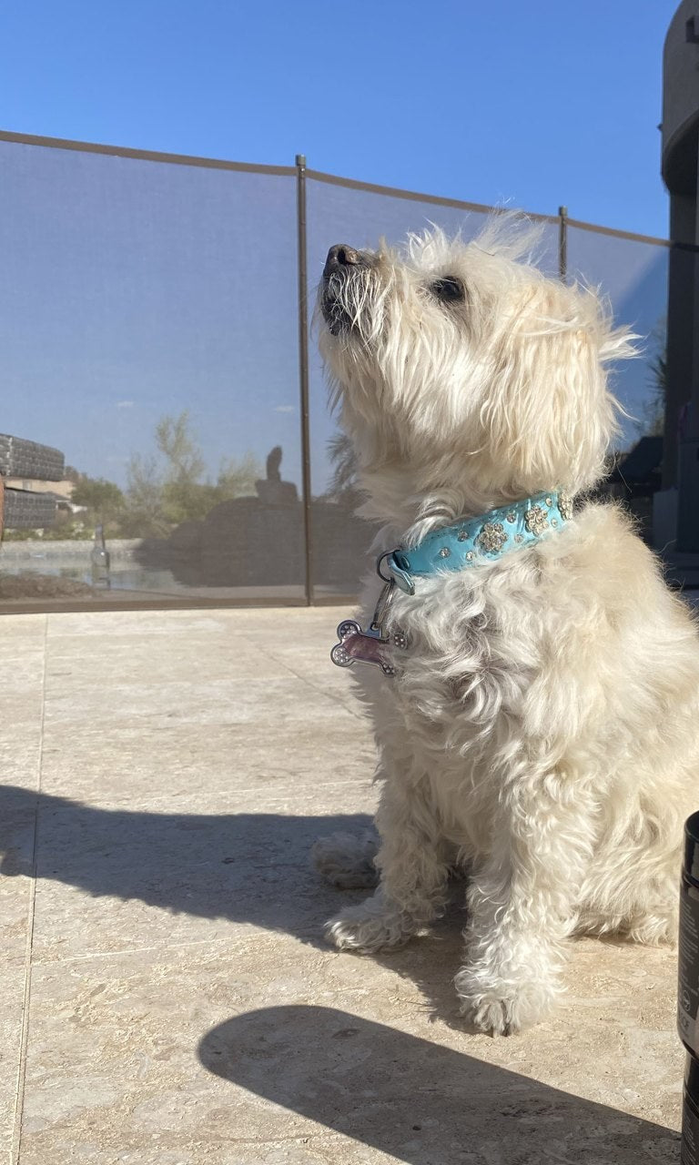Bella, the La Spisa family's dog, sitting in the sunshine