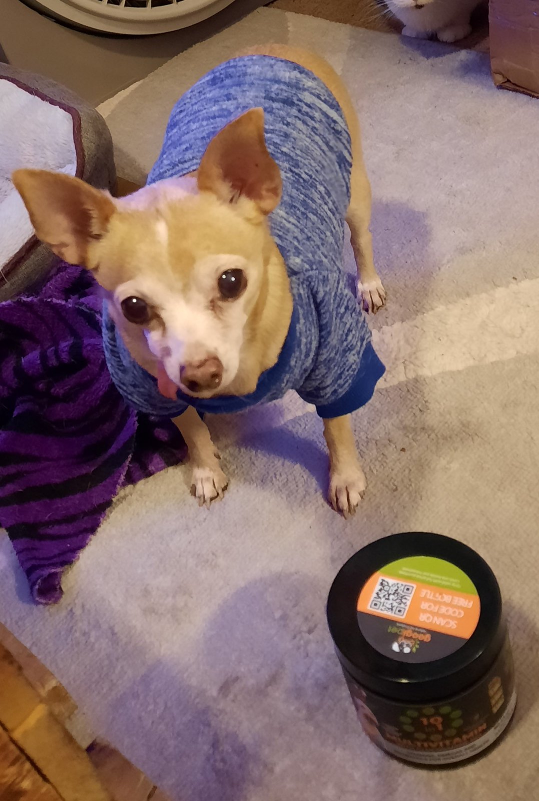 Loudon, Marcie McLelland's Chihuahua
