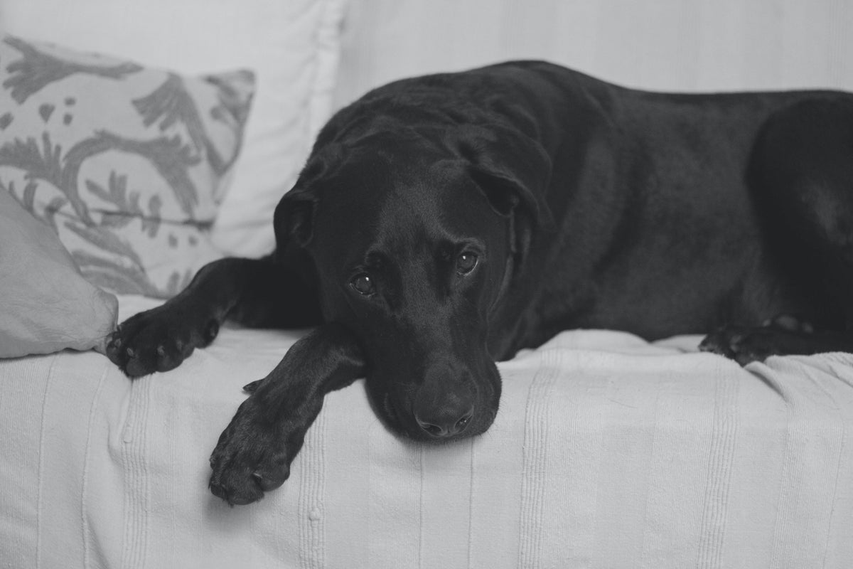 6 Most Common Dog Illnesses Everyone Should Know - Googipet