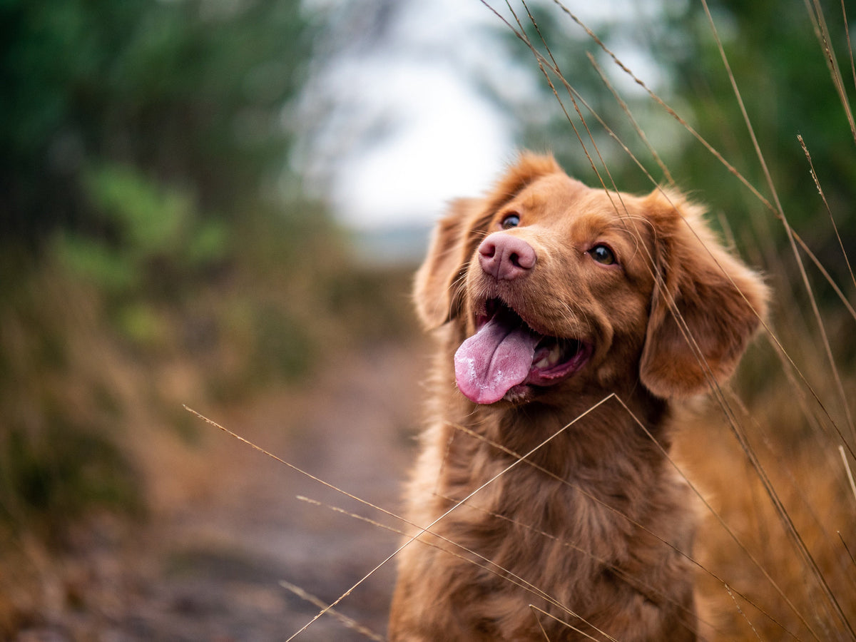 Can My Dog Eat Cranberries? - Googipet