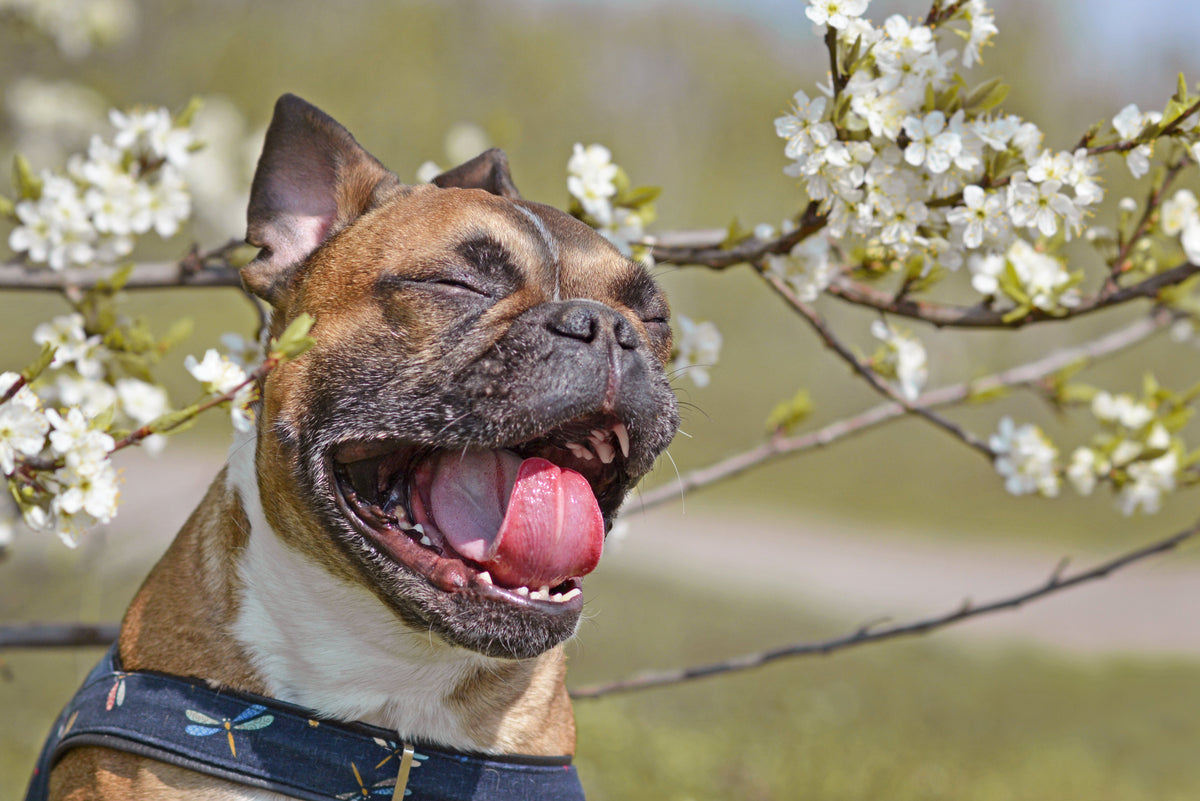 Does my dog have allergies? - Googipet