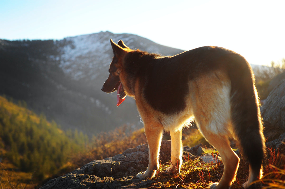 How Probiotics Can Benefit Your Dog - Googipet