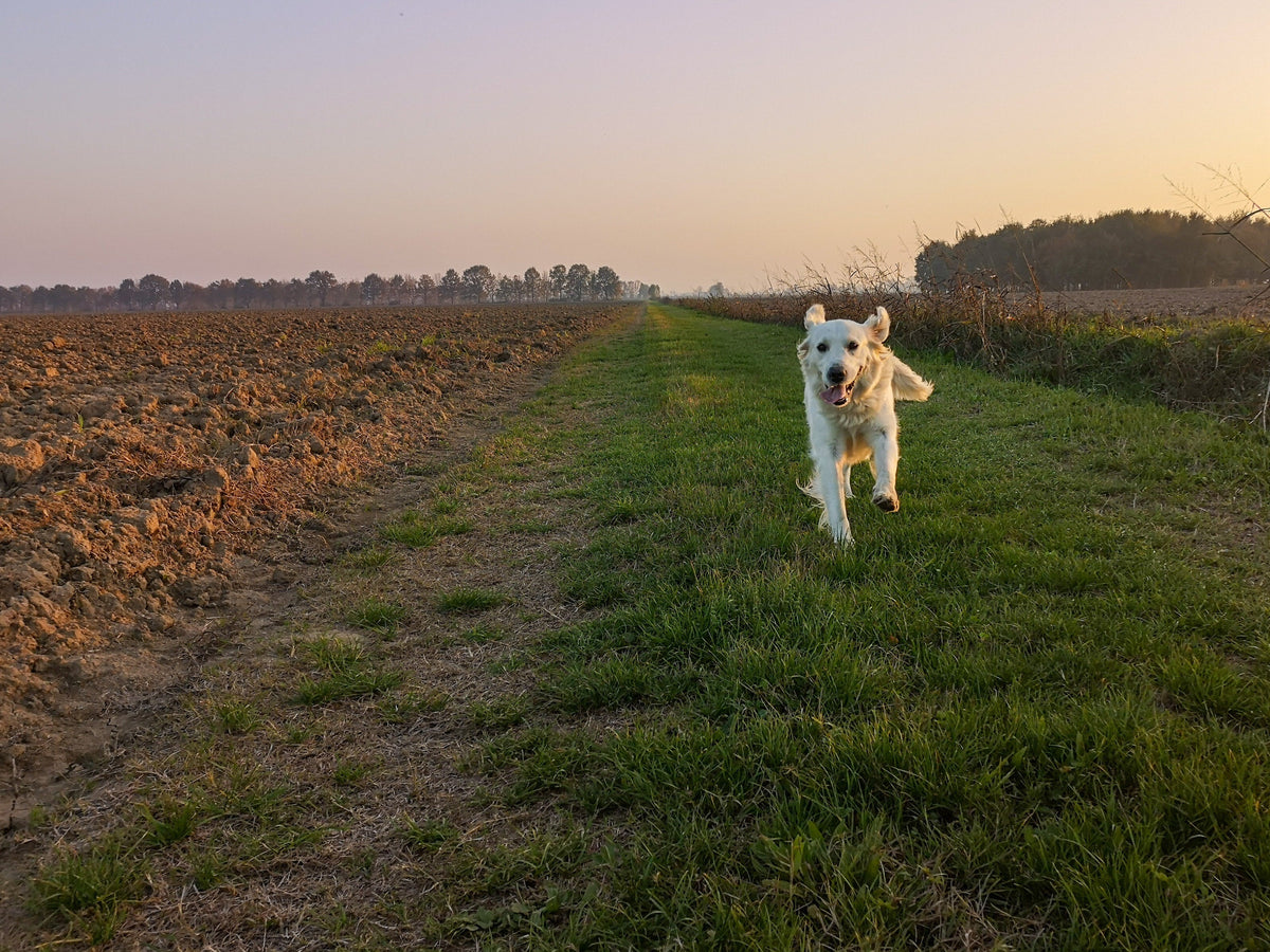 How Do I Know if my Dog Has Hip and Joint Pain? - Googipet