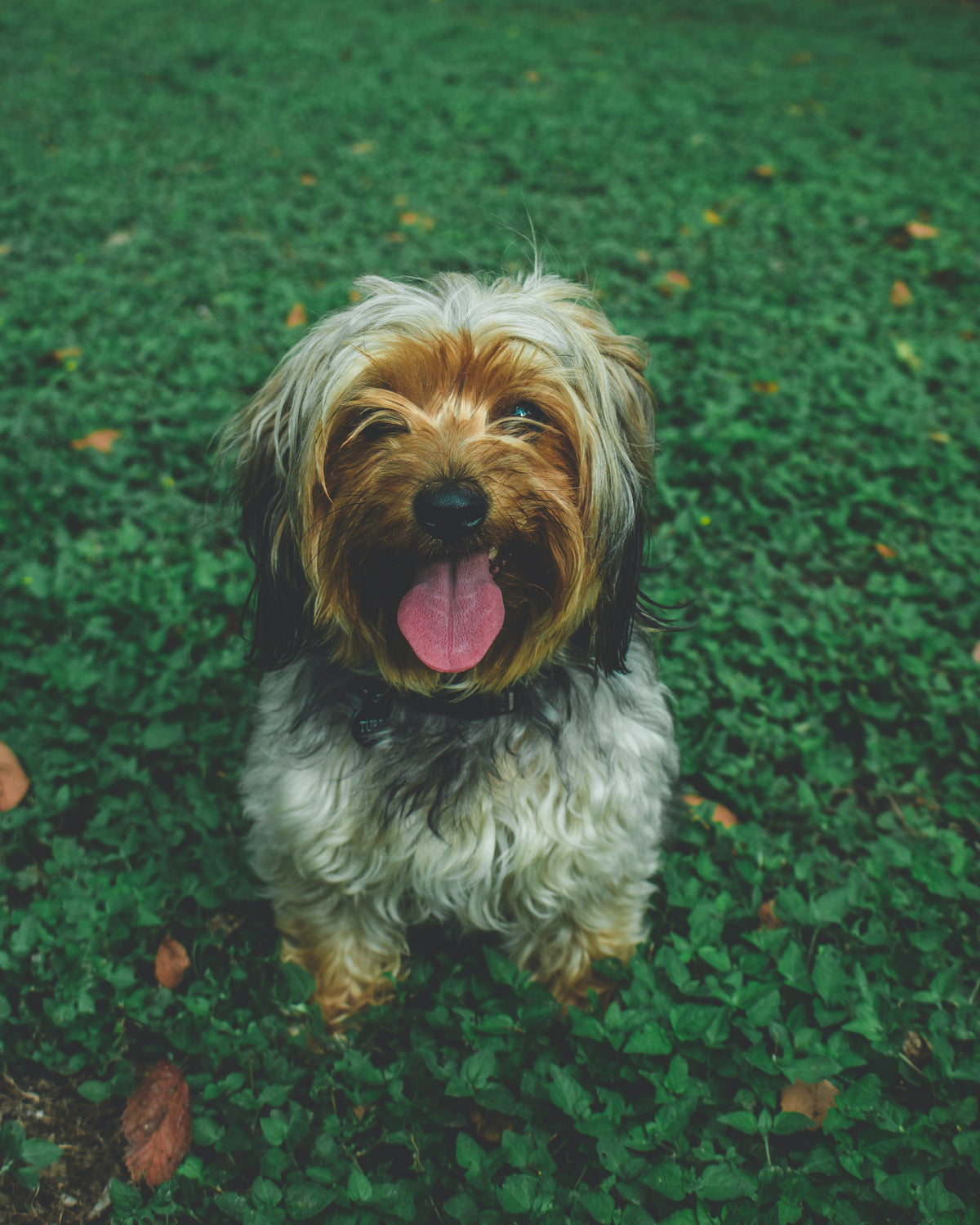 Krill Oil and It's Benefits for Your Dog - Googipet