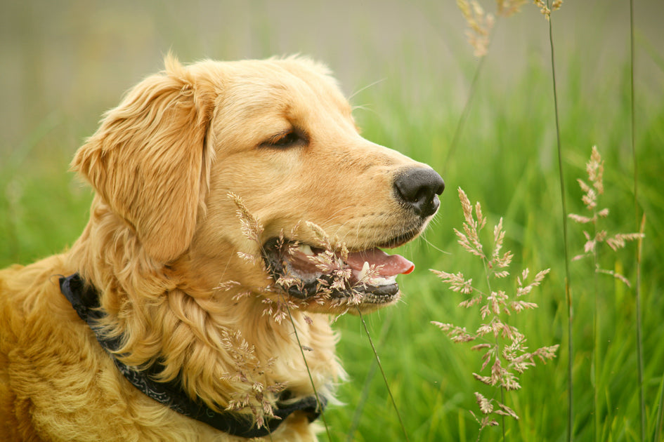 why-do-some-dogs-have-an-allergic-reaction-to-certain-foods-googipet