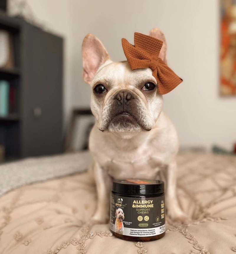 The Best Thing for Your Dog's Allergies