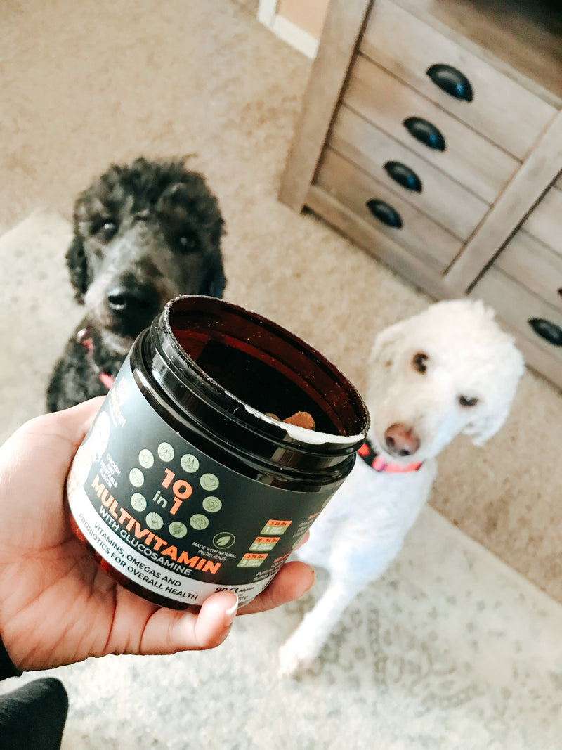 5 Reasons Your Brand New Puppy Should Take a 10-1 Multivitamin