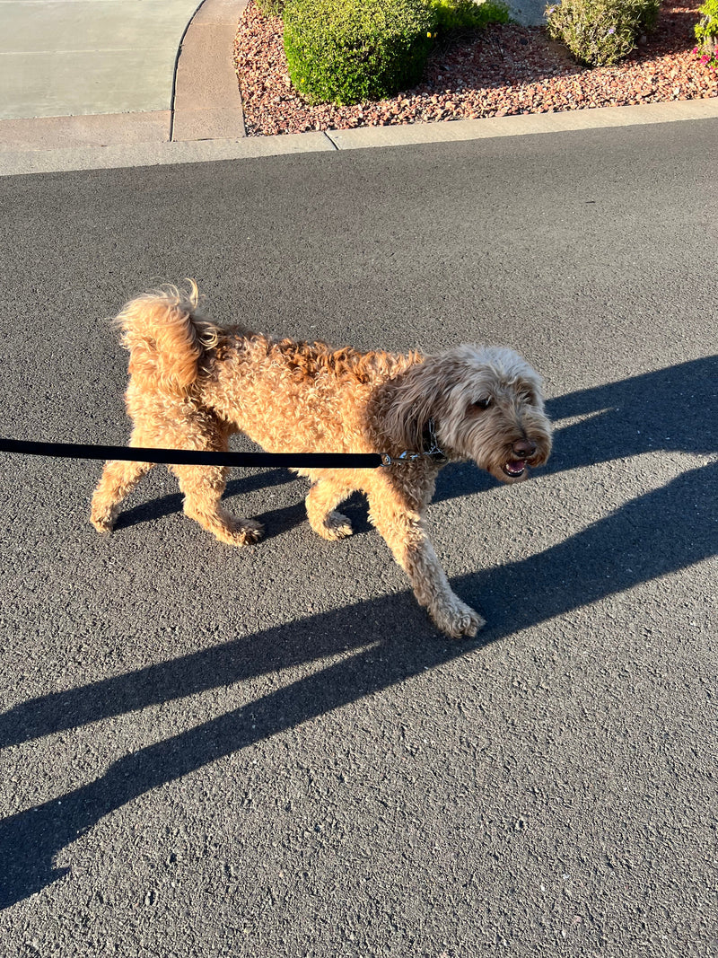 How To Potty Train Your Puppy