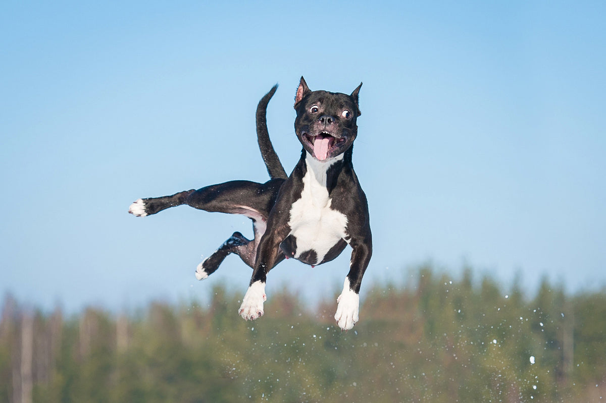 5 Ways To Help Cure And Alleviate Your Dogs Hip And Joint Issues