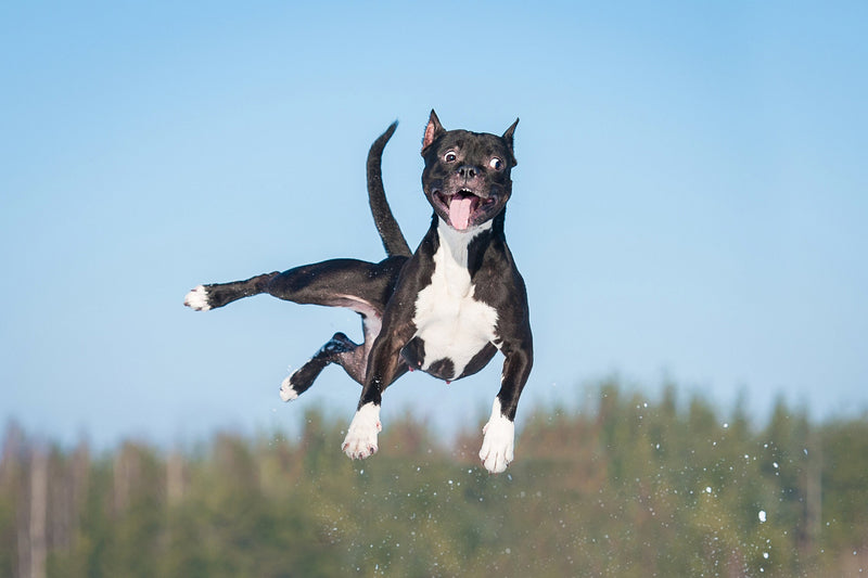 5 Ways To Help Cure And Alleviate Your Dogs Hip And Joint Issues