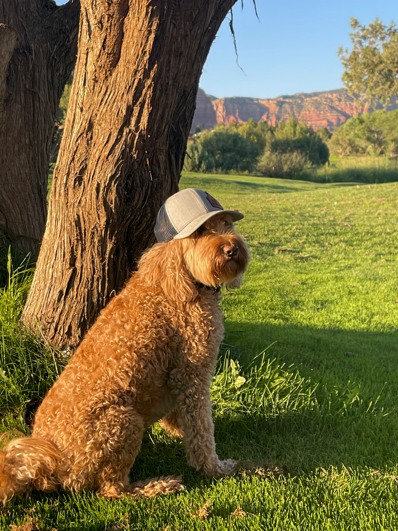 Unleash the Power of Colostrum, Wild Alaskan Salmon Oil, Vitamin C, and Quercetin for Your Dog's Health