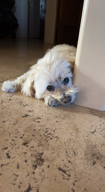 Unraveling the Mystery of Dog Vomiting Yellow: Causes, Treatment, and ... - Vomiting Yellow Liquid In Dogs Common Causes