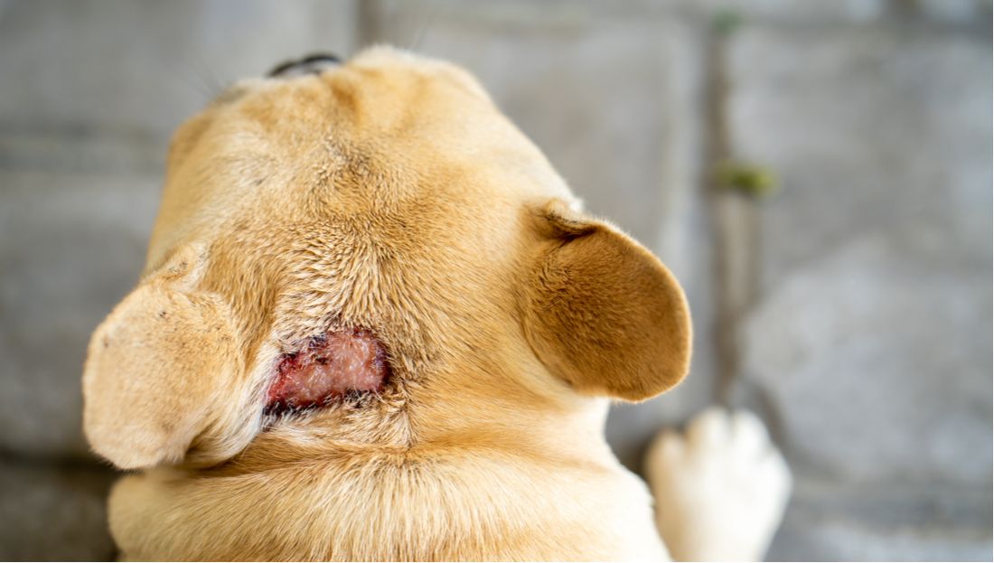 Hot Spot Prevention: Unraveling the Causes and Effective Treatments for Hot Spots in Dogs