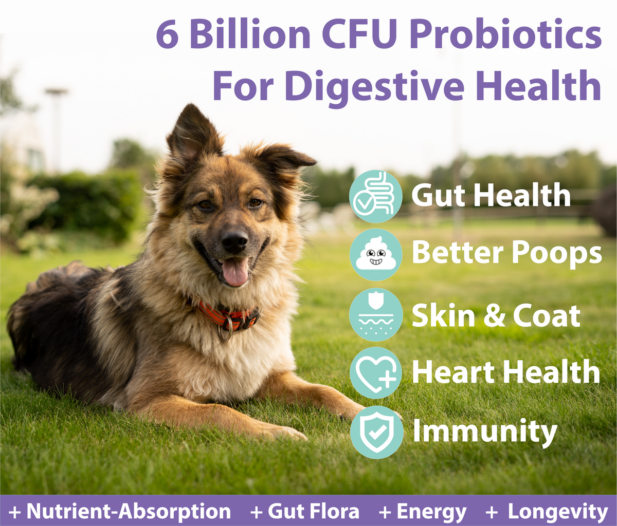 The Benefits of Using Probiotics and Digestive Enzymes for Dogs