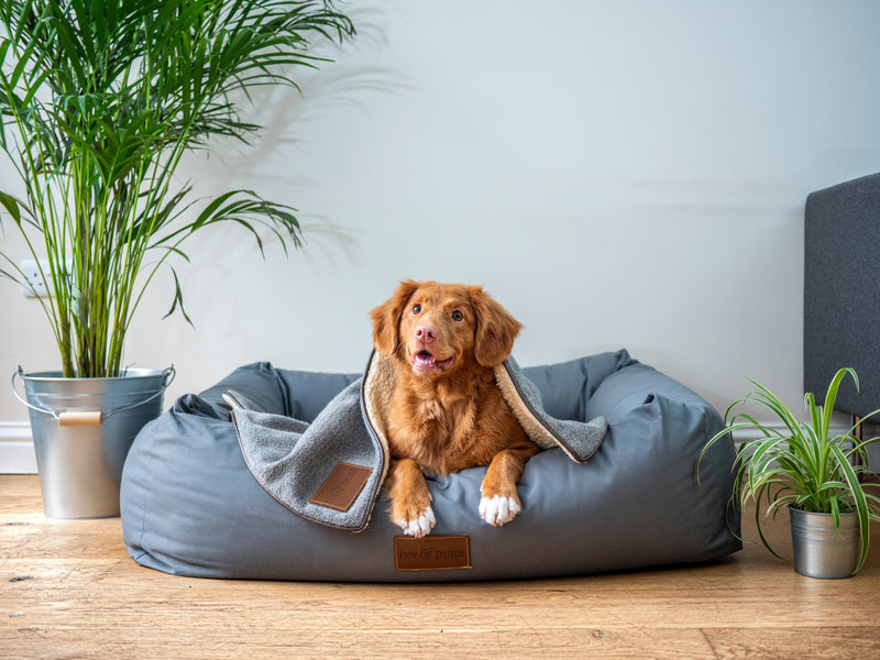 The 2023 Complete Guide to Choosing the Perfect Dog Bed: Ensuring Comfort and Support for Your Furry Friend