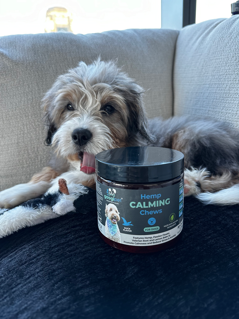Tips to Keep Your Dog Calm This Fall