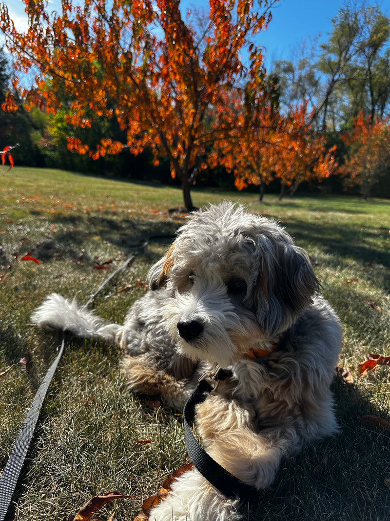 Fun 2024 Fall Activities to Keep Your Dog Active and Engaged