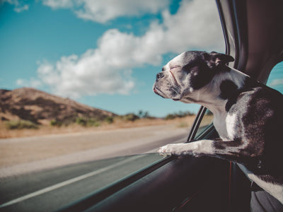 5 Steps for a Stress-Free Car Ride with Your Dog