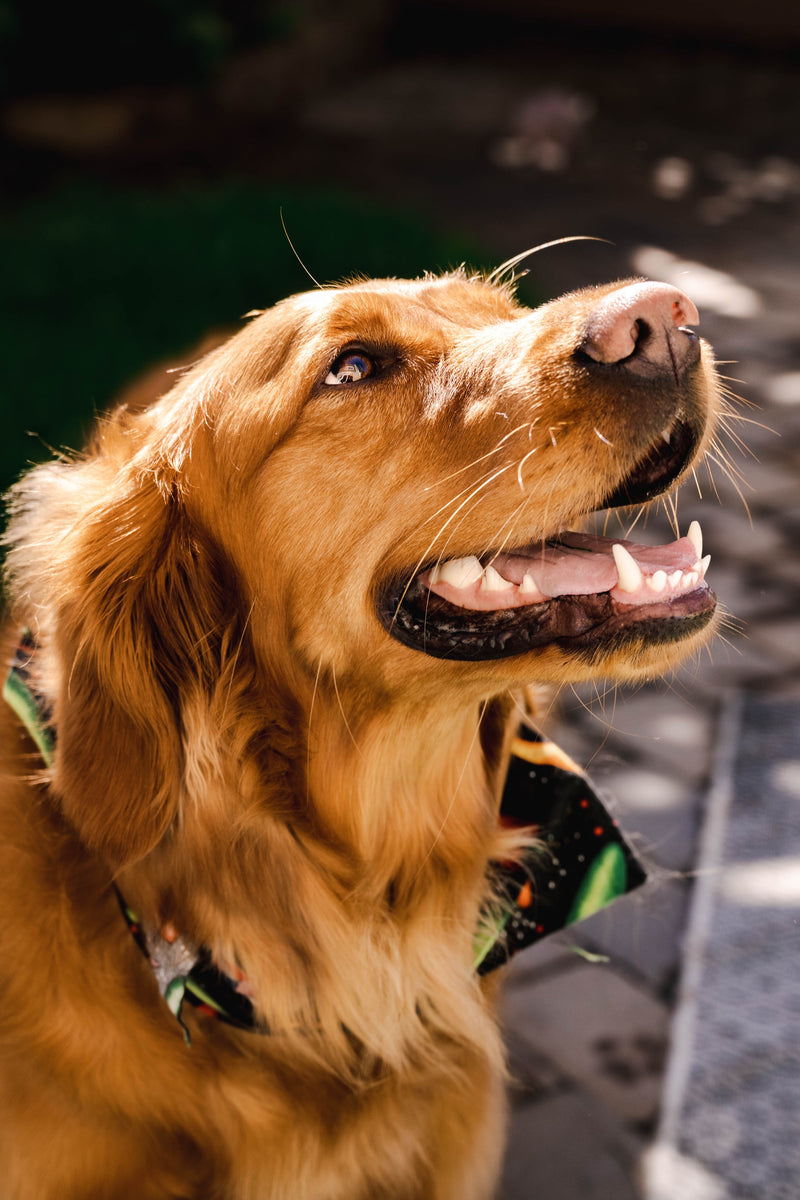 Unveiling the Top 10 Dog Skin Conditions 2023: A Comprehensive Guide