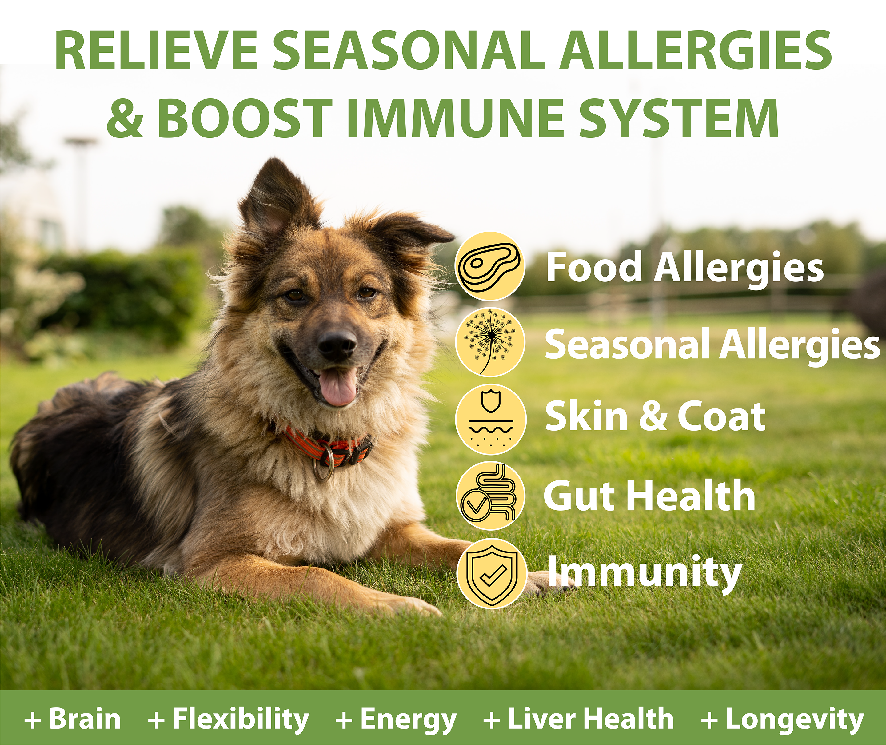 Allergy & Immune Support Chews for Dogs