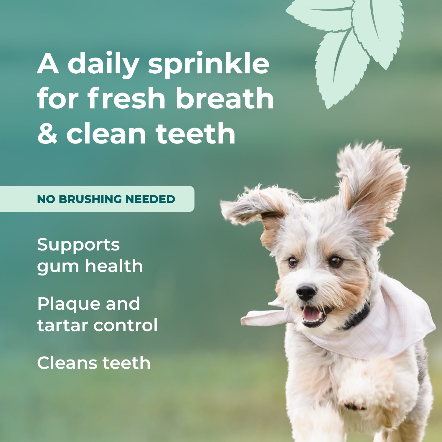 Fresh Breath Dental Powder for Dogs