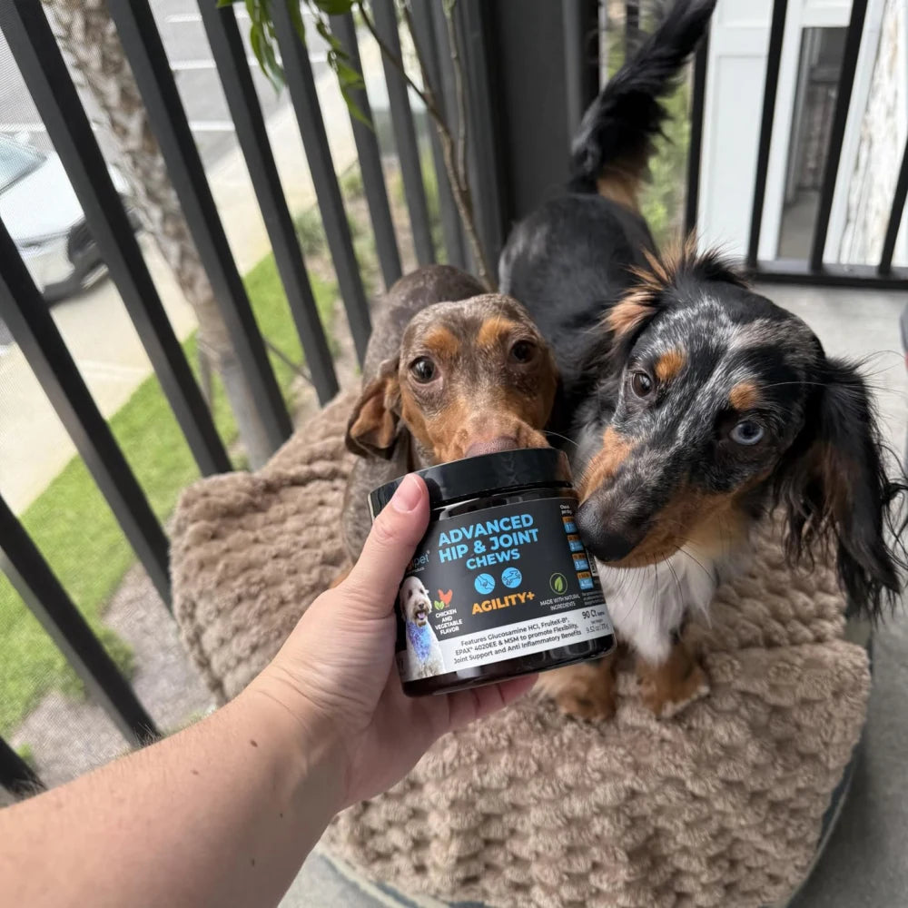 Two Dachshunds with a jar of Googipet Agility+ Hip & Joint chews