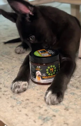 Colleen’s dog resting with a jar of Googipet multivitamins